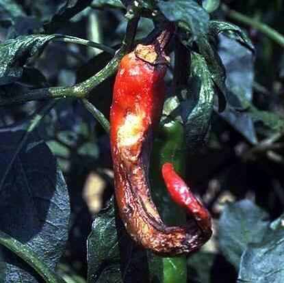 Fruit Rot